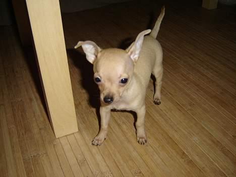 Chihuahua Tyson billede 2