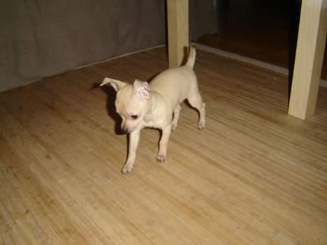 Chihuahua Tyson billede 3