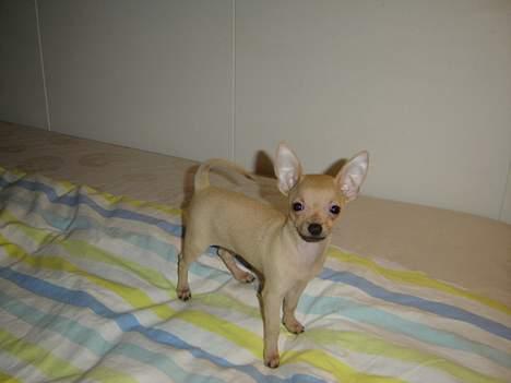 Chihuahua Tyson billede 4