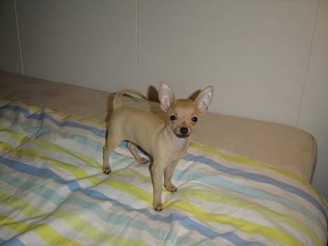 Chihuahua Tyson billede 5