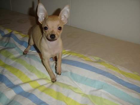 Chihuahua Tyson billede 6