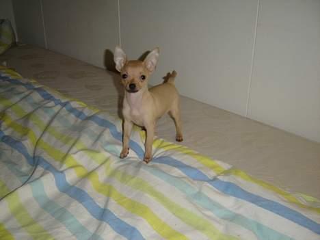 Chihuahua Tyson billede 7