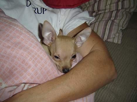Chihuahua Tyson billede 8