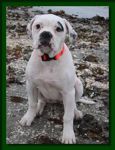 Amerikansk bulldog Barkentin's Anja - Fra turen til stranden den anden dag. billede 1