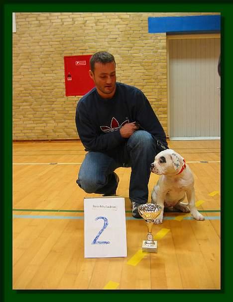 Amerikansk bulldog Barkentin's Anja - Som 2. plads vinder i Nyborg billede 2