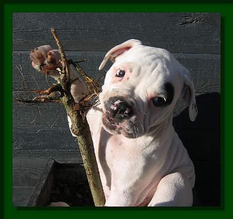 Amerikansk bulldog Barkentin's Anja - Det lille træ eksisterer ikke mere.................. billede 3