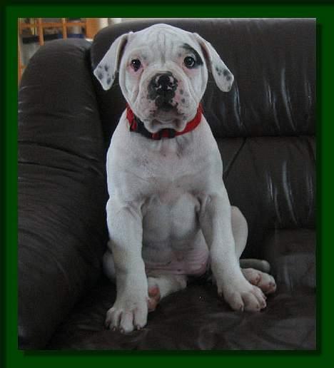 Amerikansk bulldog Barkentin's Anja billede 4