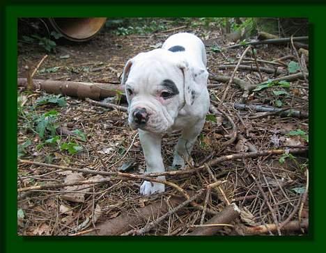 Amerikansk bulldog Barkentin's Anja billede 5