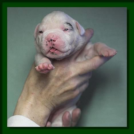 Amerikansk bulldog Barkentin's Anja billede 6