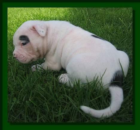 Amerikansk bulldog Barkentin's Anja - Anja i haven i den lange danske sommer billede 8