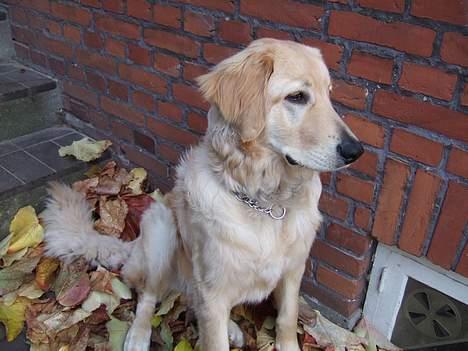 Hovawart Balder - Efterårsbillede. Han er da ved at blive en flot fyr! billede 14