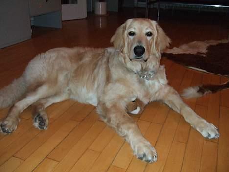 Hovawart Balder - Balder og hans elskede Bamse (den ligger neden under ham. man kan liige ane den) billede 15