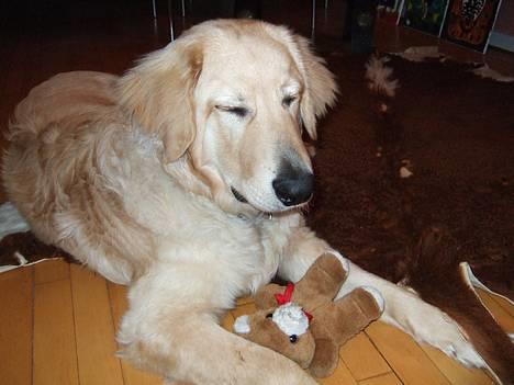 Hovawart Balder - Okay mor, nu stopper du! billede 16