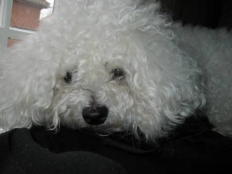 Bichon à poil frisé Bonnie - vi ligger lige og slapper lidt af:) billede 1