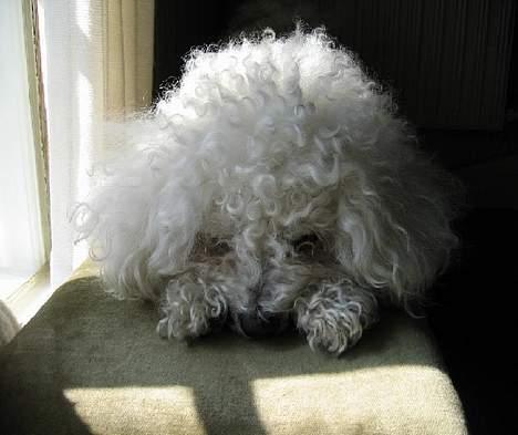 Bichon à poil frisé Bonnie billede 2