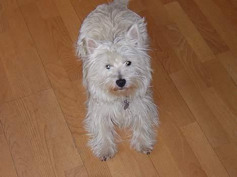 West highland white terrier Bess of white Roses billede 12