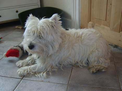 West highland white terrier rødebro´s ringo *RIP* billede 11