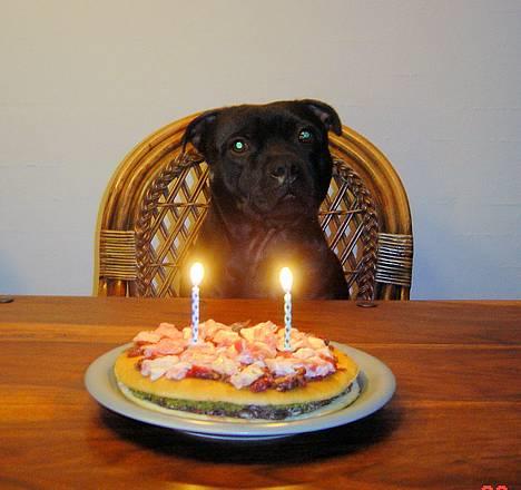 Staffordshire bull terrier Odin - Må jeg ikke snart få min kage, har siddet og ventet så pænt billede 11