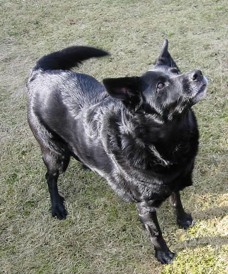 Blanding af racer Freia RIP - Smukke Freia          "Logre logre logre logre logre logre!" billede 1