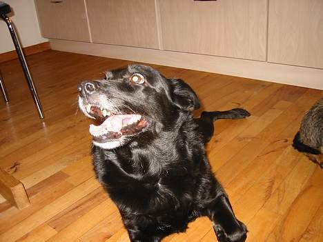 Blanding af racer Freia RIP - Glade Freia billede 2