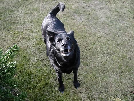 Blanding af racer Freia RIP billede 3