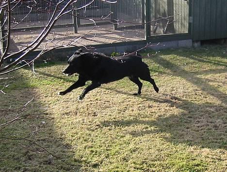 Blanding af racer Freia RIP - Flyvende Freia! billede 4