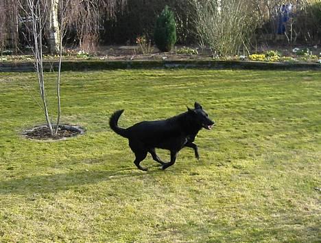 Blanding af racer Freia RIP billede 5