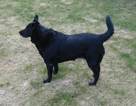 Blanding af racer Freia RIP billede 6