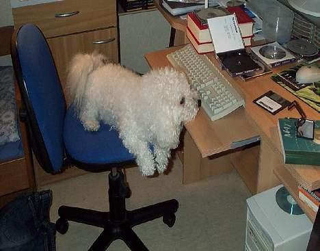 Bichon à poil frisé Bonnie - han havde kun valgt at sidder der forid, der lå slik på bordet:) billede 3