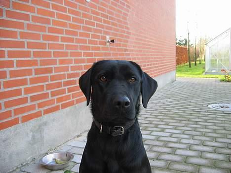 Labrador retriever flora<3 - det er så vores vovse lidt større som 1årig!  billede 4