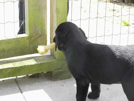 Labrador retriever Freja - Freja med kødben. "jah en smutvej ud af hundegården!!!" billede 2
