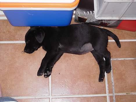 Labrador retriever Freja - "mmmmm gulvvarme er godt for en lille hvalp som mig" billede 3
