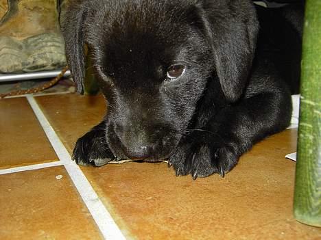 Labrador retriever Freja - "Er jeg ikke sød?" billede 4