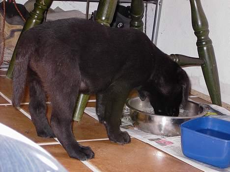 Labrador retriever Freja - "Mmmmm vand" billede 5