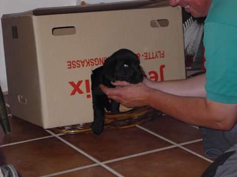 Labrador retriever Freja - Freja´s første hus billede 6