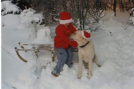 Labrador retriever Mickey billede 1