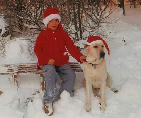 Labrador retriever Mickey billede 2