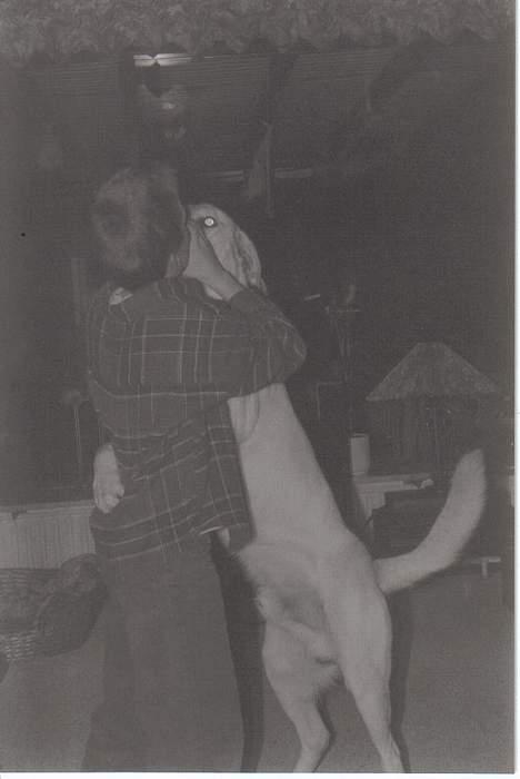 Labrador retriever Mickey billede 3