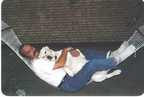 Labrador retriever Mickey billede 4