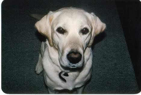 Labrador retriever Mickey billede 5