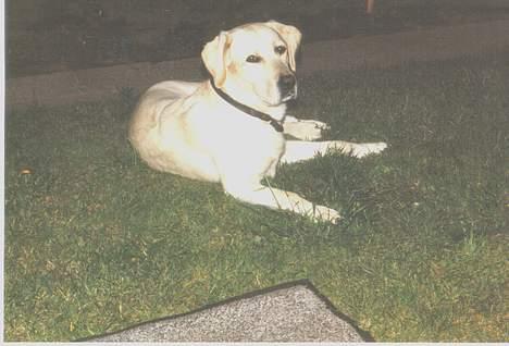 Labrador retriever Mickey billede 6