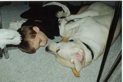 Labrador retriever Mickey billede 7