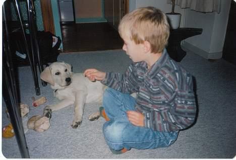 Labrador retriever Mickey billede 8