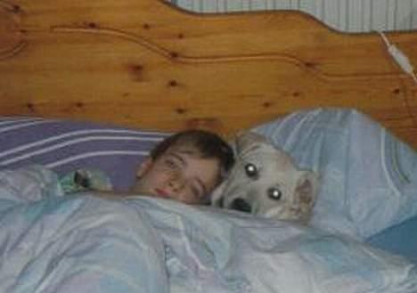 Labrador retriever Mickey billede 9