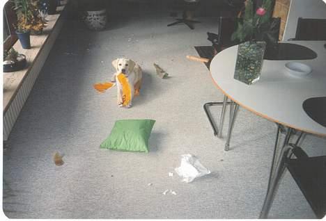 Labrador retriever Mickey billede 10