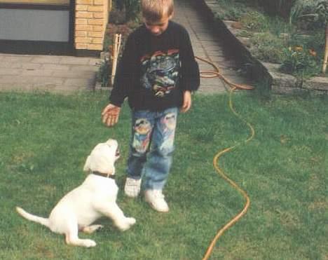 Labrador retriever Mickey billede 11