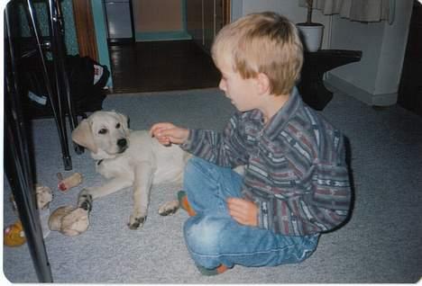 Labrador retriever Mickey billede 12