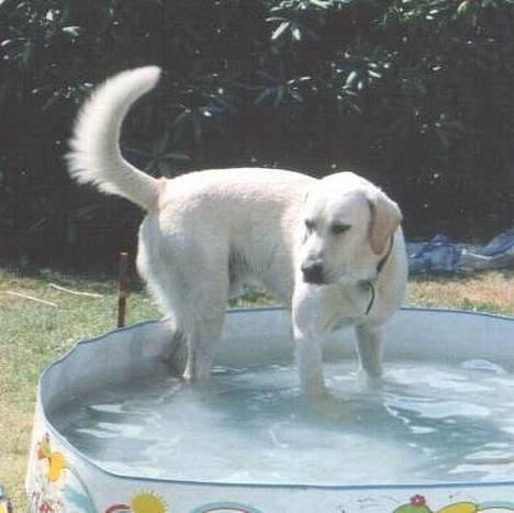 Labrador retriever Mickey billede 13