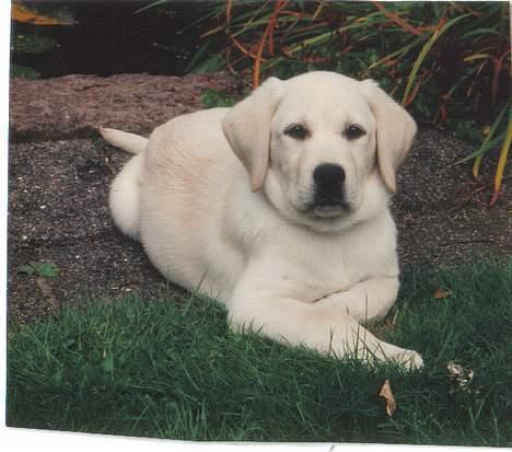 Labrador retriever Mickey billede 14
