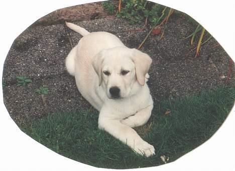 Labrador retriever Mickey billede 15